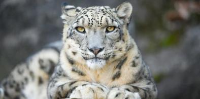 Wildlife in Pakistan
