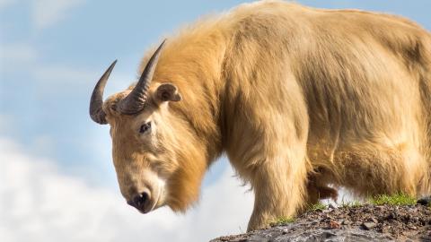 The tale of the obscure takin, Bhutan's national animal | South Asia Monitor