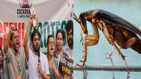 Of Judges, Protesters and Cockroaches: The Household Pest's Little ...